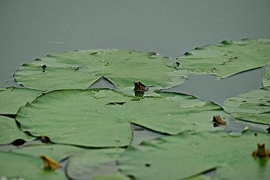 《艾尔登法环》角色替换MOD 寂静岭三角头现身